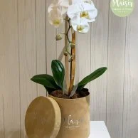 White Orchid Box - Tan By Plaisir