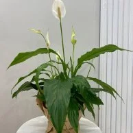 نبات الأشرعة البيضاء