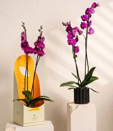 Purple Orchids 3 by Ashjar