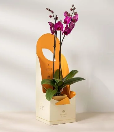 Purple Orchids by Ashjar