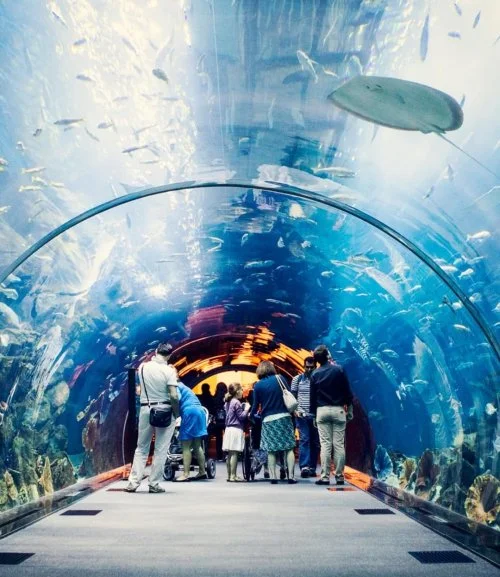 Dubai Aquarium Ticket (Adult) 