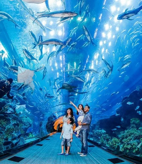 Dubai Aquarium Ticket (Adult) 
