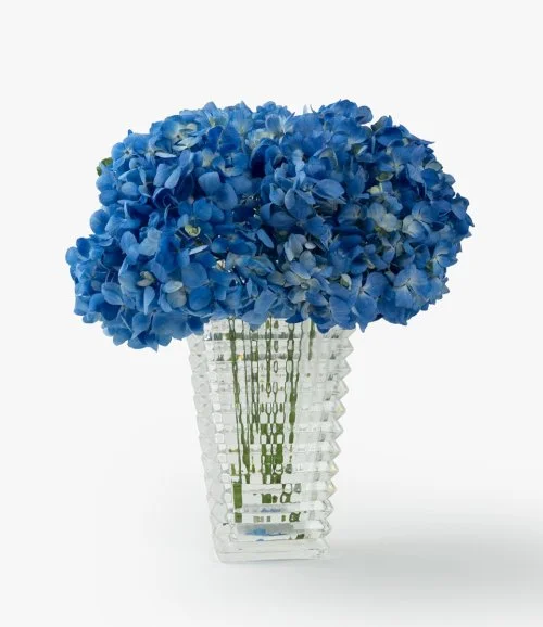 Image of Blue sunset hydrangea in a vase