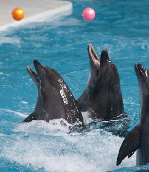 عرض الدلافين والفقمات من دريم دايز