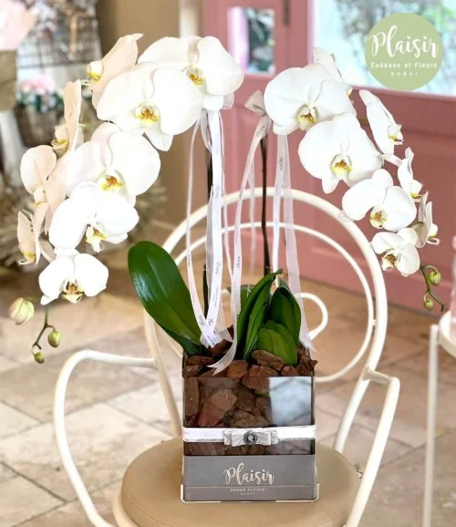 Double White Orchids in Acrylic By Plaisir