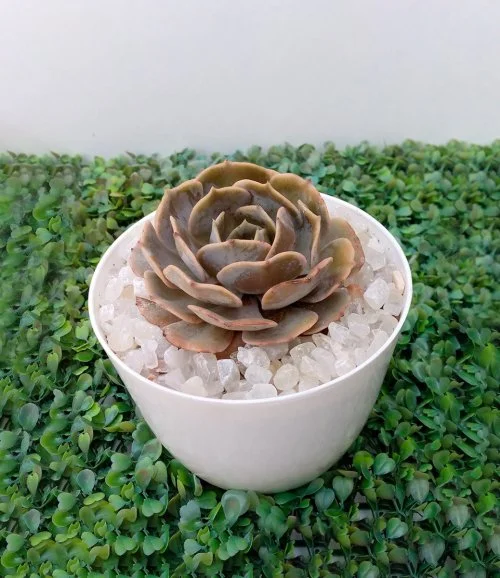 Echviria Succulent