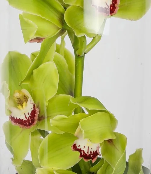 Indian Summer Orchids Arrangement