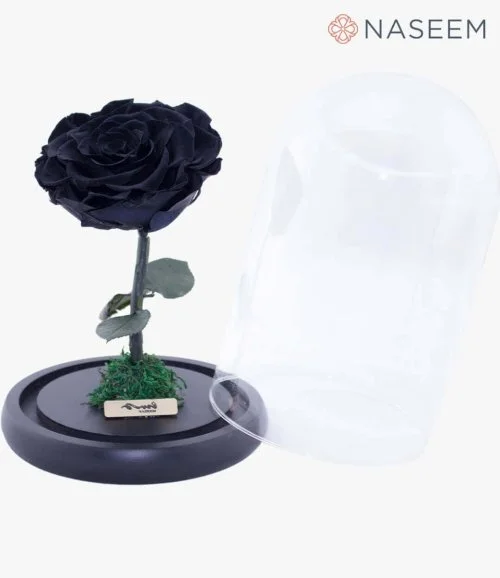 Long Life Big Black Rose