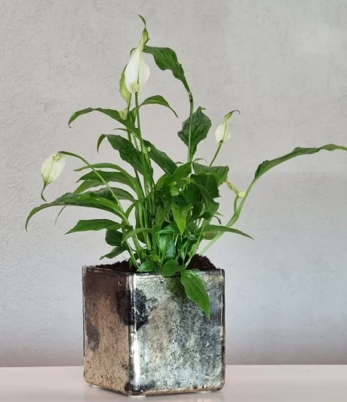 Mini Peace Lily In A Glass Vase by Camelia