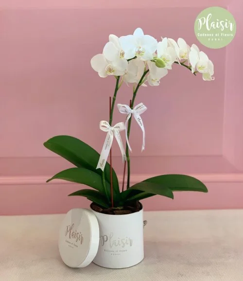 Mini White Orchid By Plaisir