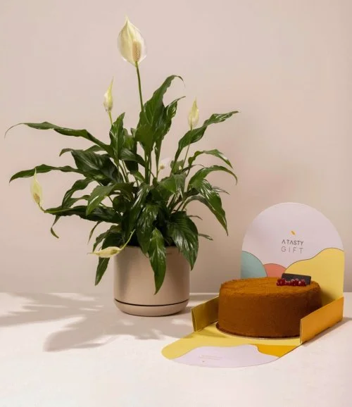 Peace Lily and Cake Gift Set by Ashjar
