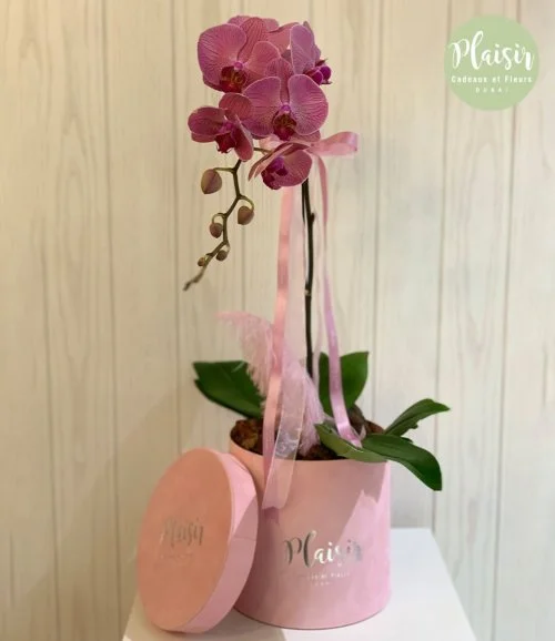 Lilac Orchid Box By Plaisir