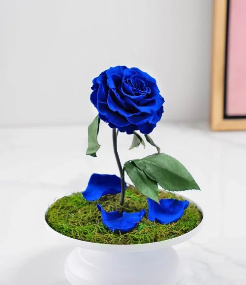 Royal Blue Rose - Love Cage White