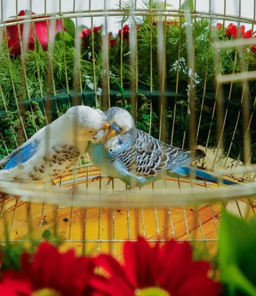  Love birds  & Flowers