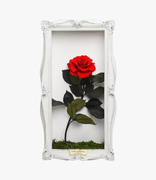 Wall Frame Single Rose -  White Frame by Forever Rose London