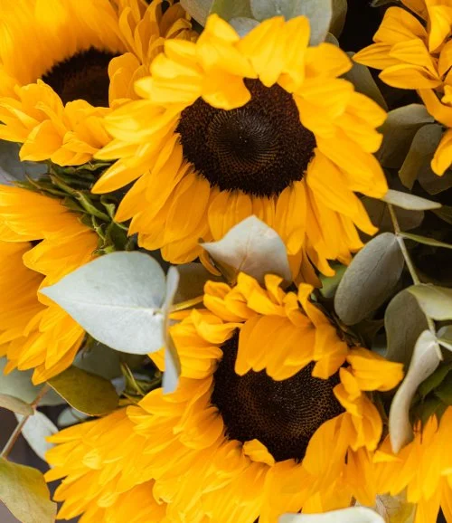 You are my Sunshine Sunflowers Bundle