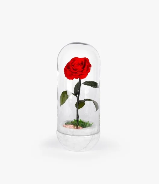 Capsule Red Rose White by Forever Rose London