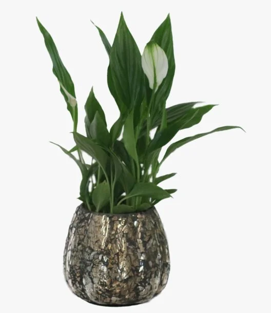Mini Peace Lily In A Rustic Tinted Glass Vase