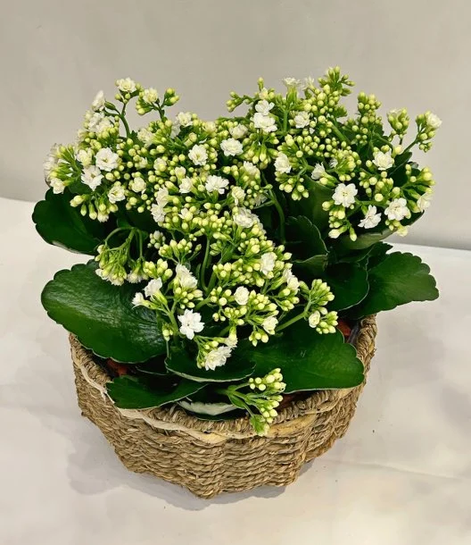 سلة زهور كلانشو لون أبيض