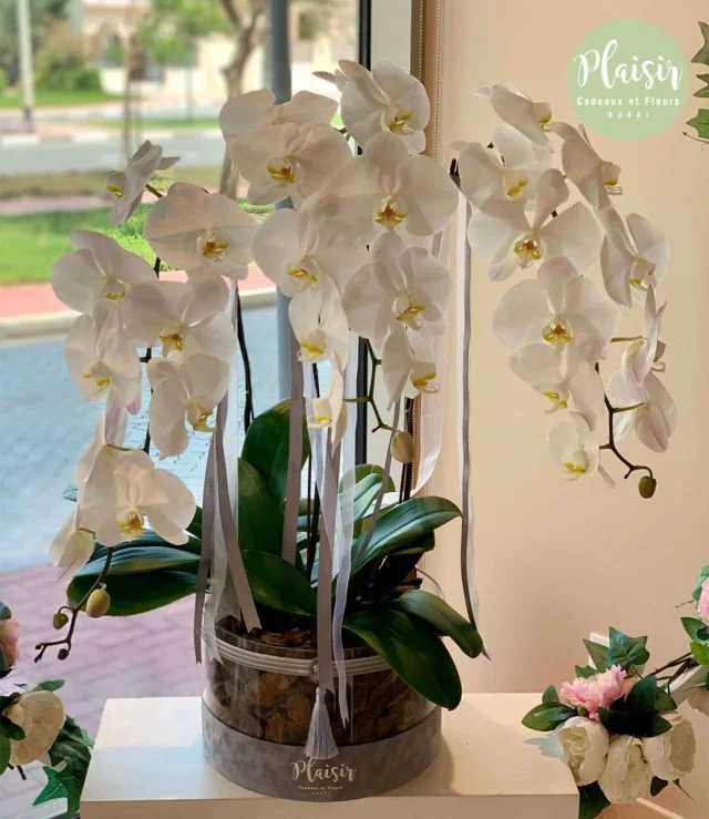 Acrylic Round White Orchids By Plaisir