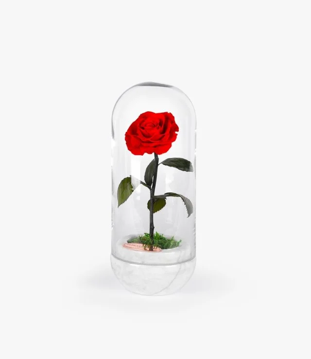 Capsule Red Rose White by Forever Rose London