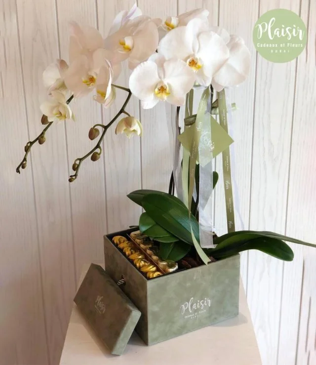 Chocobox Olive with White Orchids By Plaisir