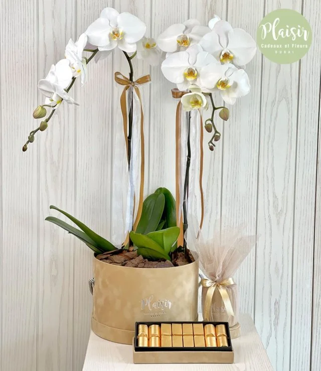 Double Orchid Gift Set By Plaisir