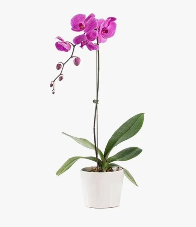 The Elegant One Orchids Pot