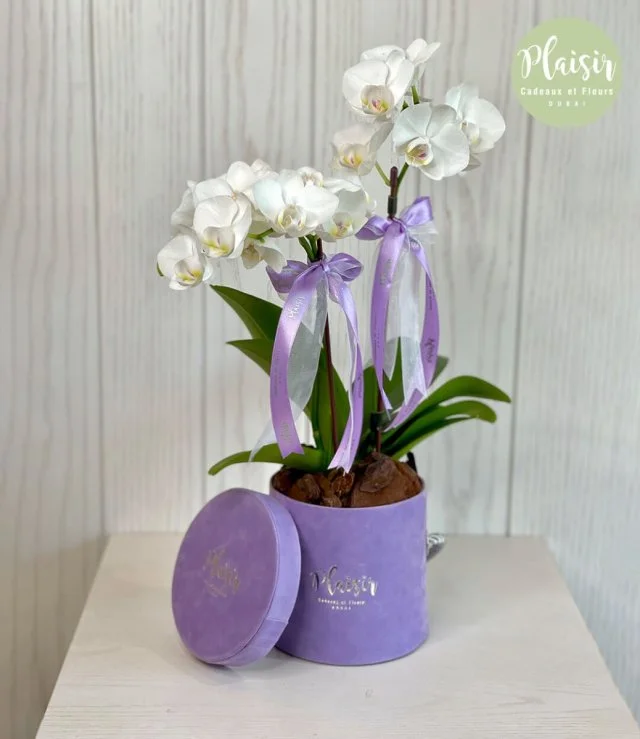 Mini Lilac Orchid By Plaisir