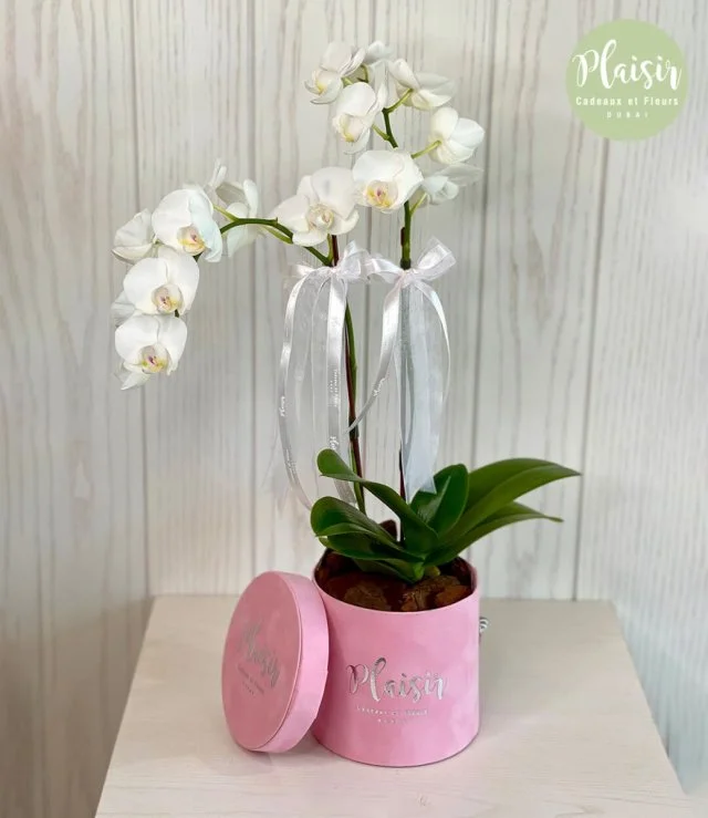Mini Pink Orchid By Plaisir