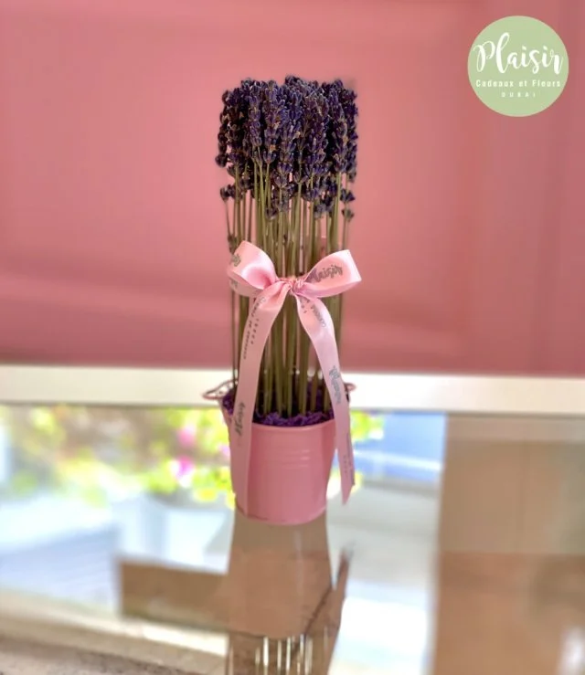 Petite Lavender By Plaisir