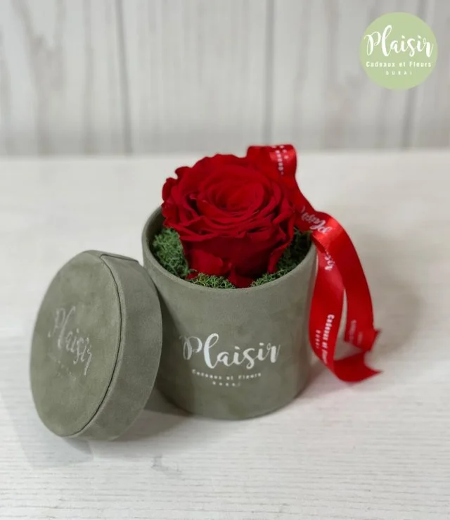 Petite Round Single Infinity Rose in Olive Box By Plaisir