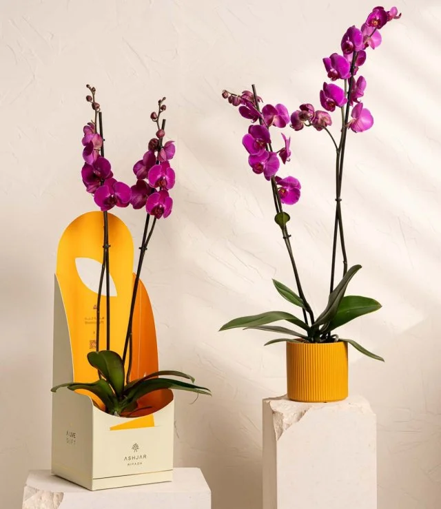Purple Orchids 2 by Ashjar  