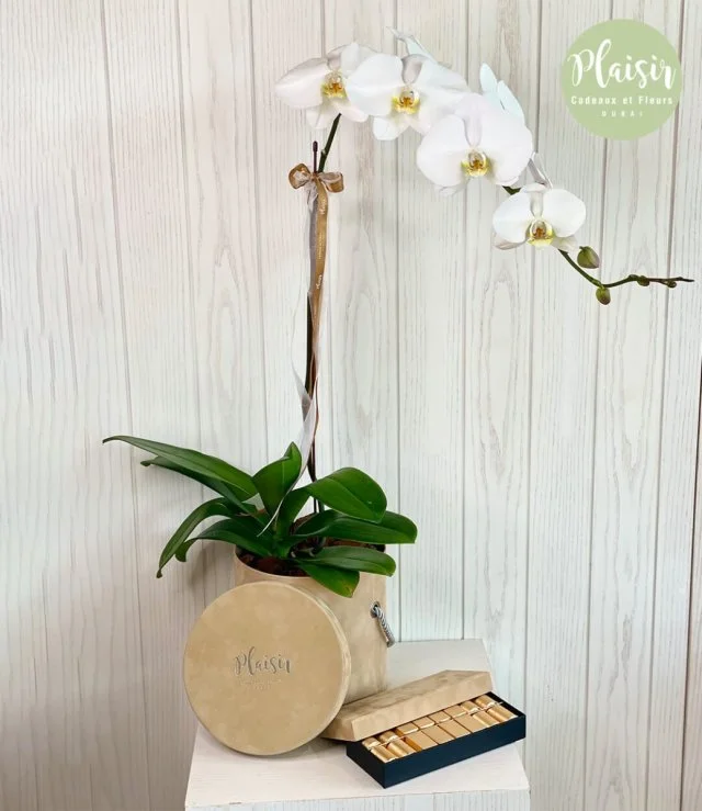 Single Orchid and Patchi Chocolate Giftset in Tan By Plaisir