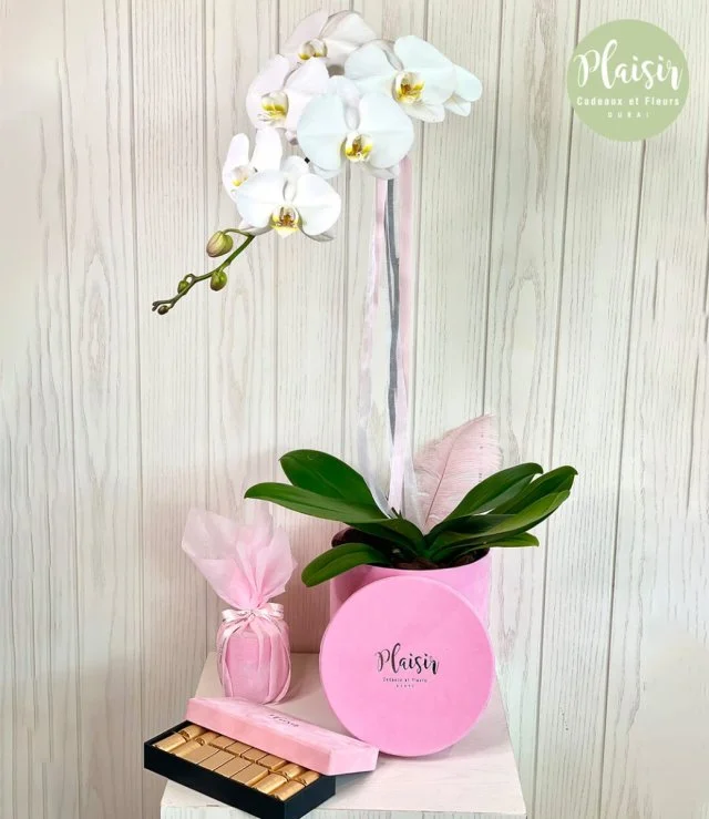 Single Orchid, Candle and Patchi Chocolate Giftset in Pink By Plaisir