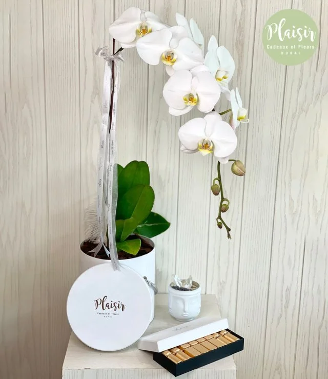 مجموعة هدايا زهرة الأوركيد، وشمعة فيساج وشوكولاتة باتشي باللون الأبيض من بليزير