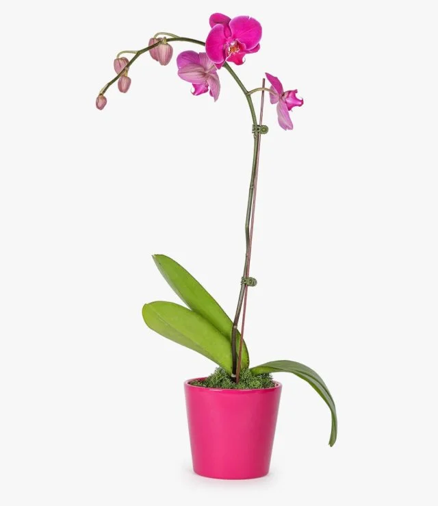The Elegant One Orchids Pot