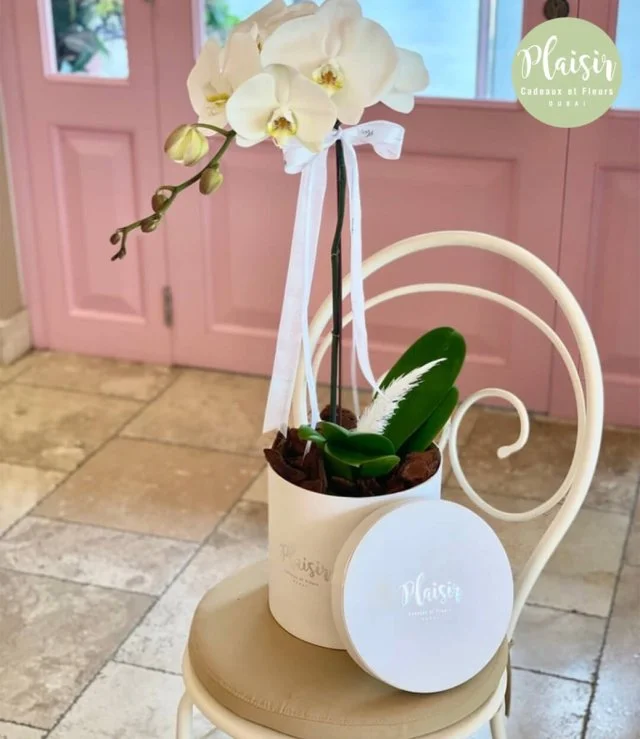 White Orchid Box - White By Plaisir