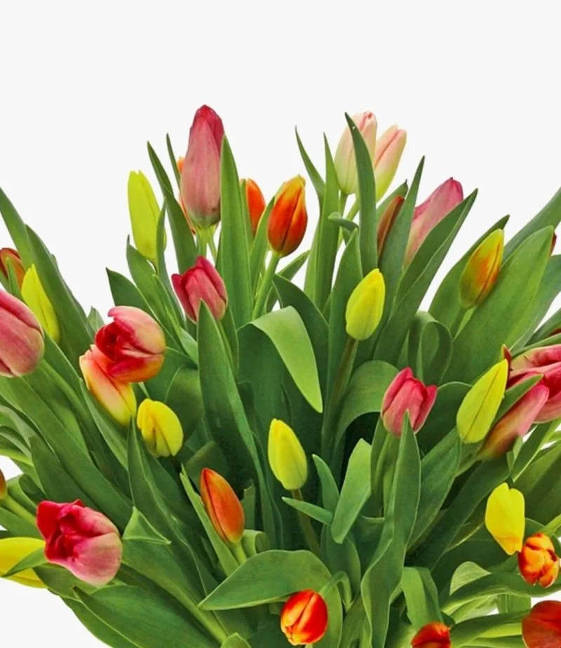 Tulips Blast 