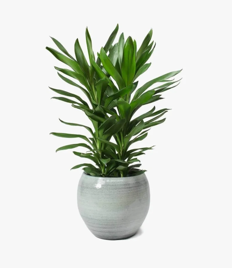Cordyline Fruticosa Plant