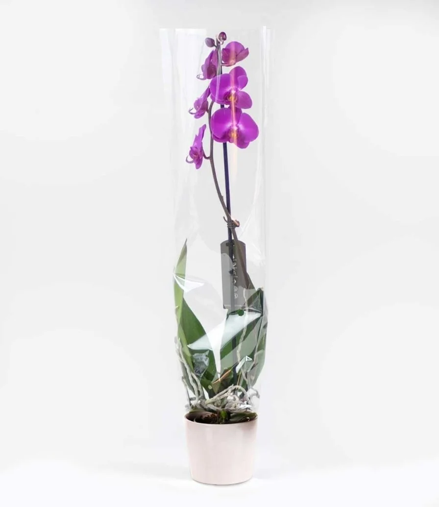 Elegance Abounds Orchids Pot