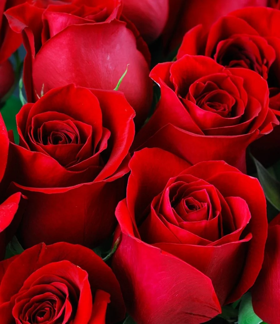 باقة 12 وردة حمراء رومانسية