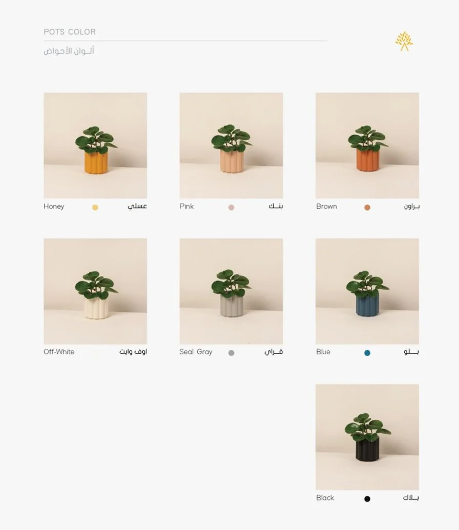 Anthurium Plant 3 by Ashjar