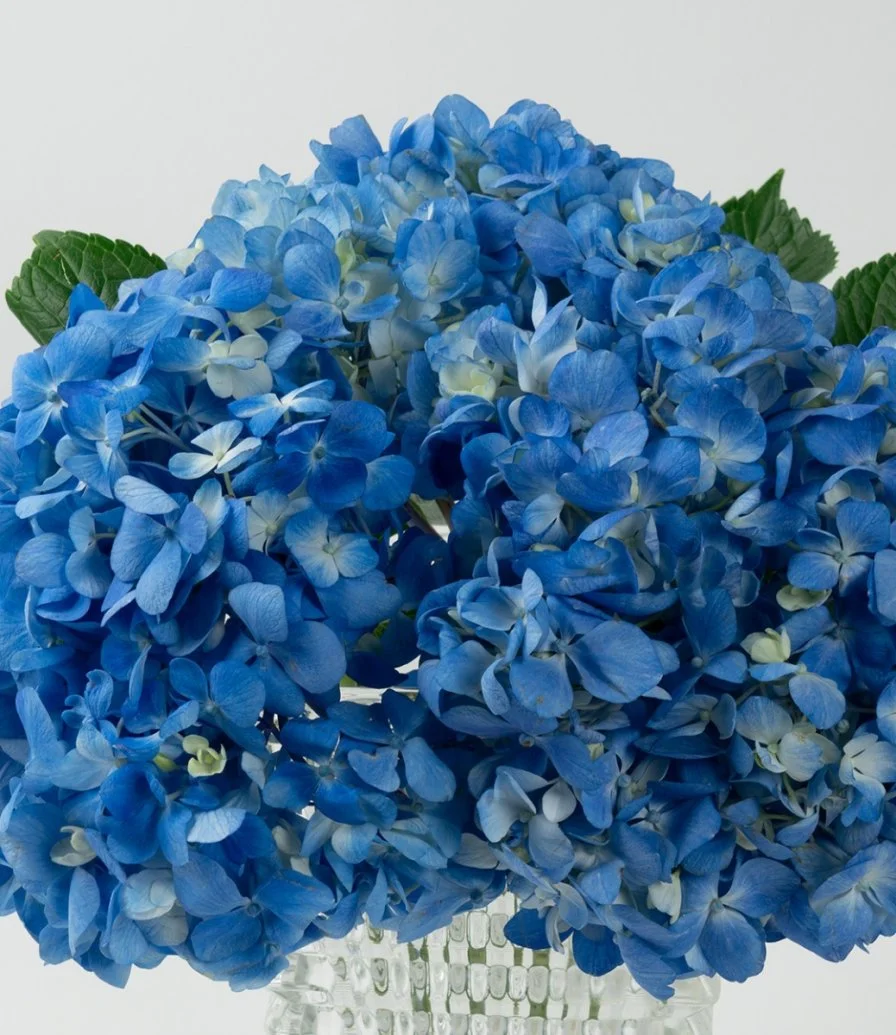 Luxury Blue Hydrangeas Arrangement