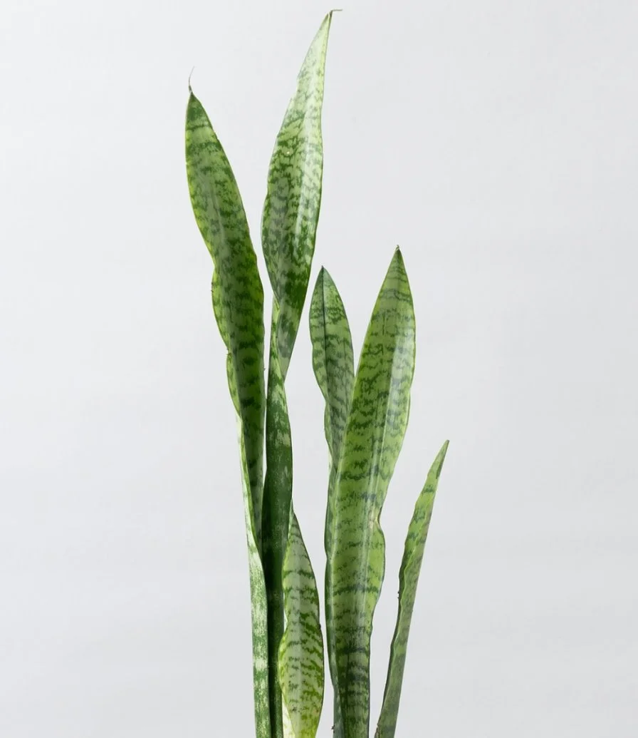 Dracaena Plant