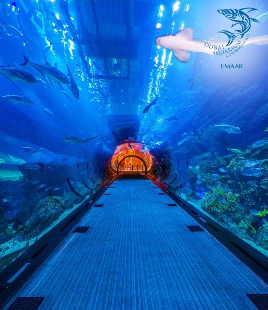 Dubai Aquarium & Penguin Cove