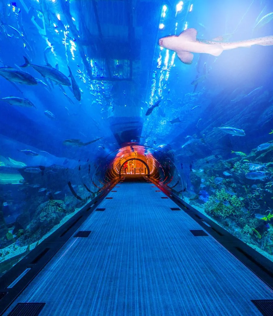 Dubai Aquarium & Penguin Cove