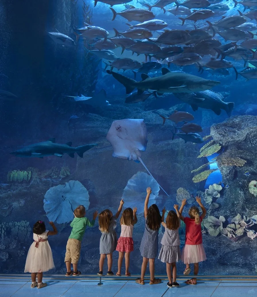 Dubai Aquarium and Underwater Zoo by Dreamdays