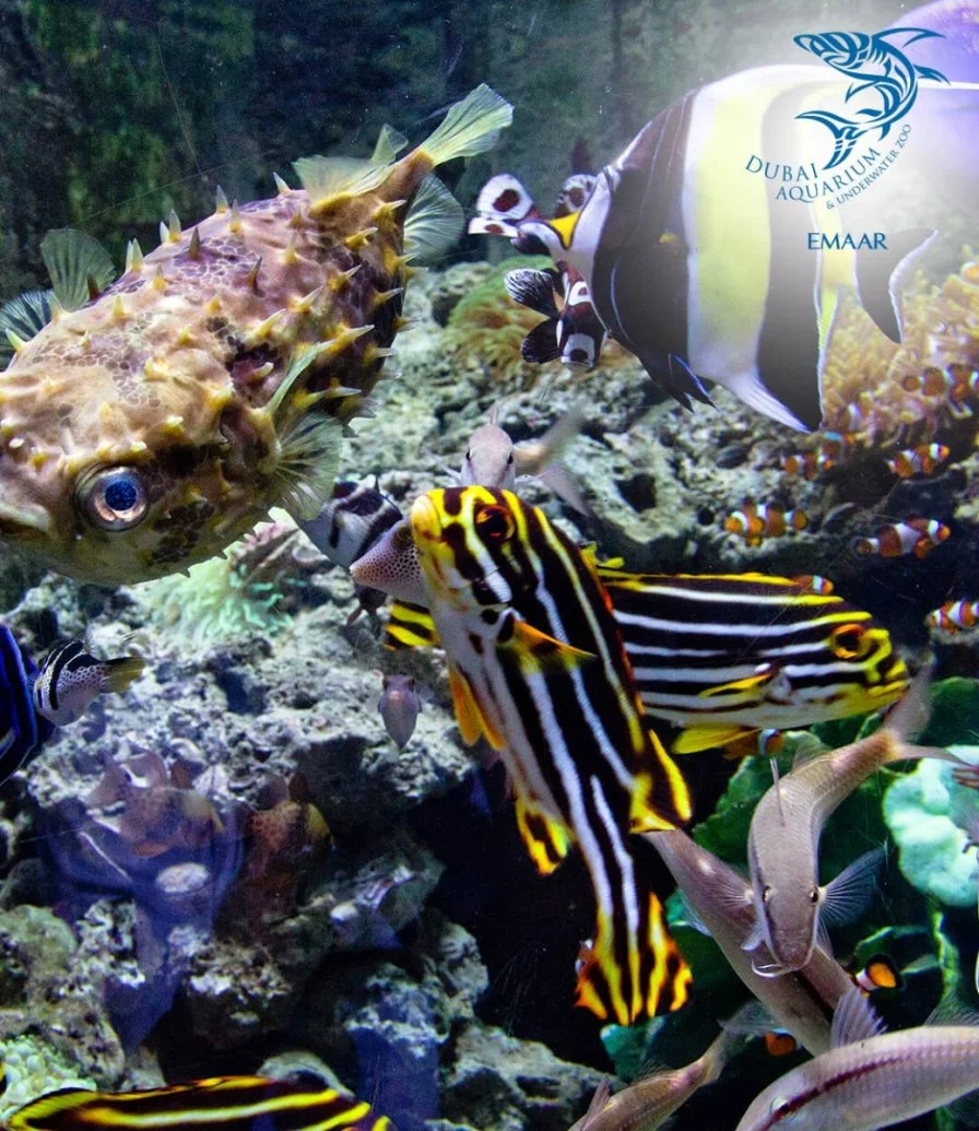 Dubai Aquarium & Underwater Zoo Explorer Experience