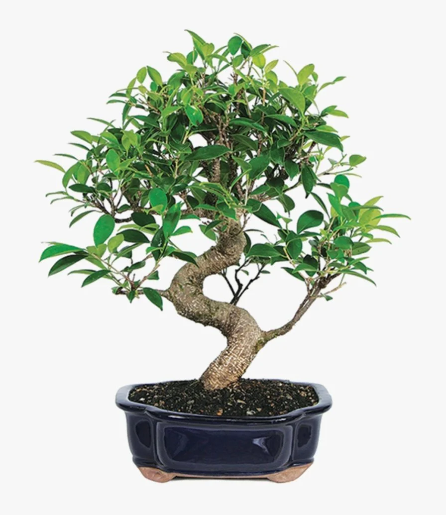 Ficus Bonsai Tree Pot